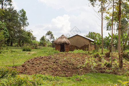Kakamega森林废弃农场图片