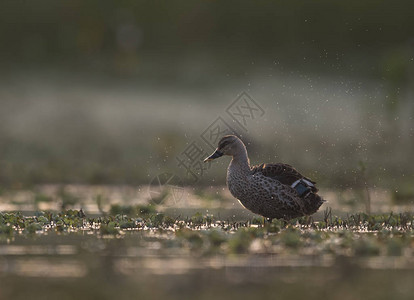 湿地日出时的印度斑嘴鸭图片