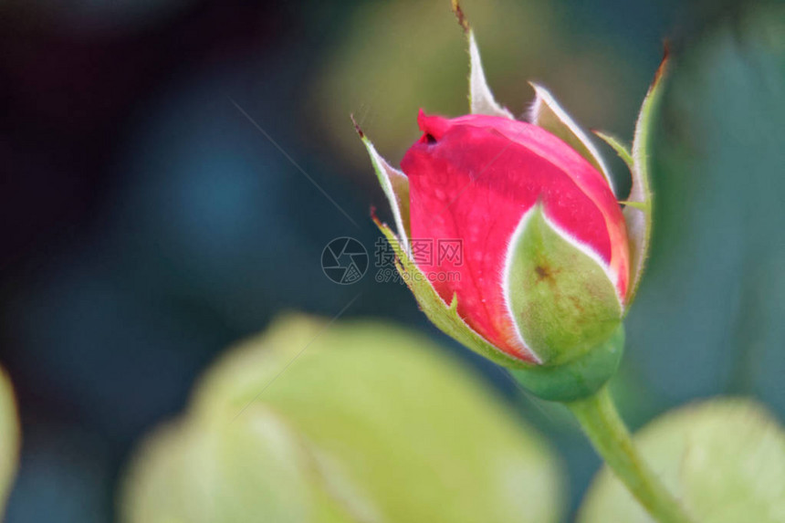 红玫瑰春花在阳光明媚的日子里在树枝上献鲜花对图片