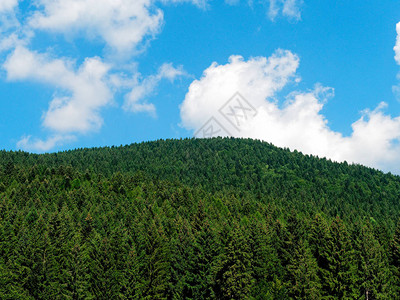 枞树的木头天空云全景背图片