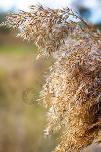 沼泽芦苇的金色毛茸的小穗图片