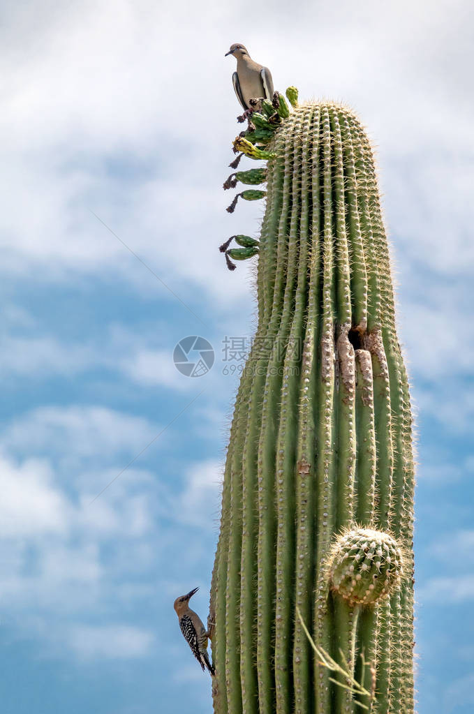 Saguaro图片