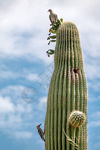 Saguaro高清图片