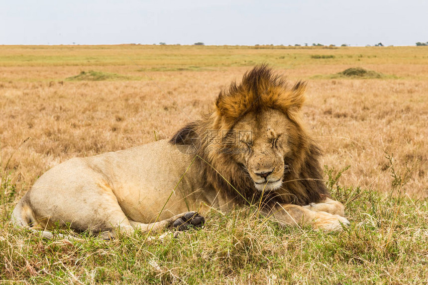 巨大的睡狮在山上肯尼亚马图片
