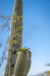 SaguaroCactus果子与花朵图片