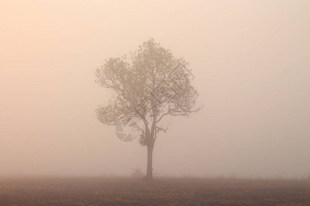 温暖的晨光沐浴着覆盖森林的晨雾图片