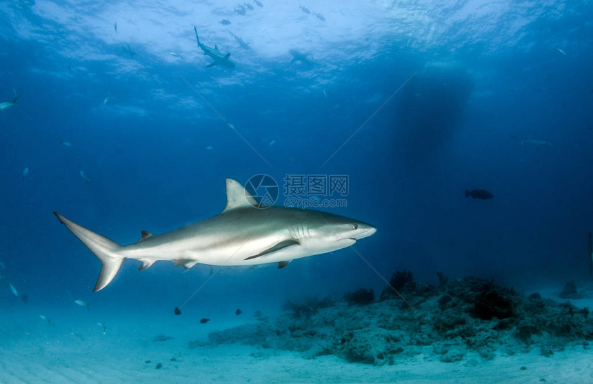 照片显示巴哈马的加勒比海珊瑚礁鲨鱼在图片