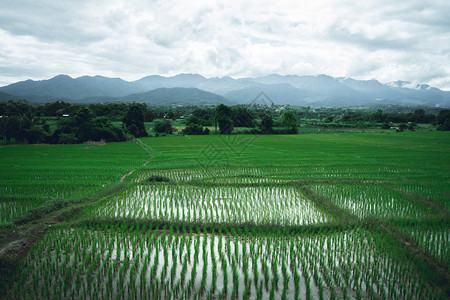 雨季的稻田图片