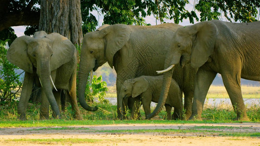 非洲绿地上的大象野生动物图片