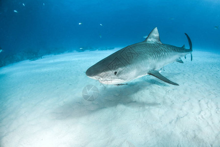 图为巴哈马的虎鲨图片