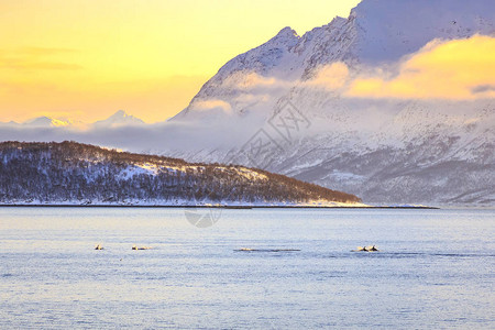 游动海豚以观察冬季日落时在一个扫描的图片