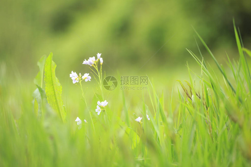 杜鹃花图片