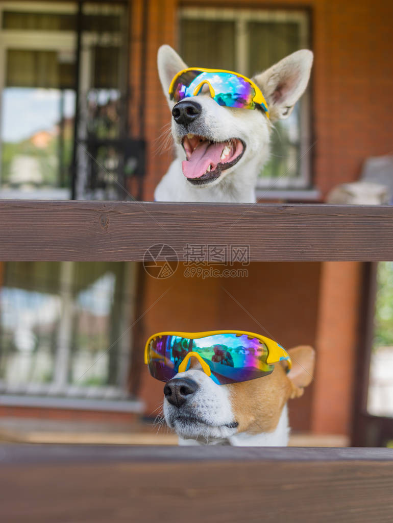 白色横胎狗的肖像和深色太阳眼镜中的巴森吉狗图片