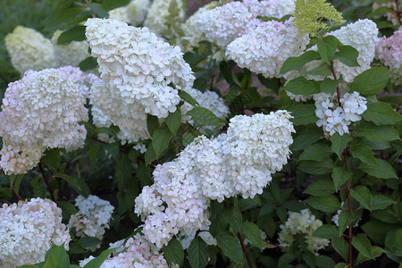 白色HydrangeaPaniculata在城图片