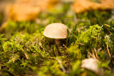 生长在秋天季节的蘑菇图片