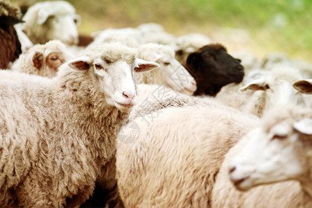 户外的羊口站着盯养殖农业动物图片