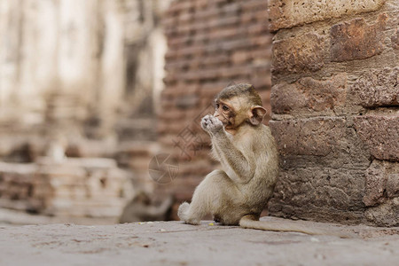 猴子宝正在泰国图片