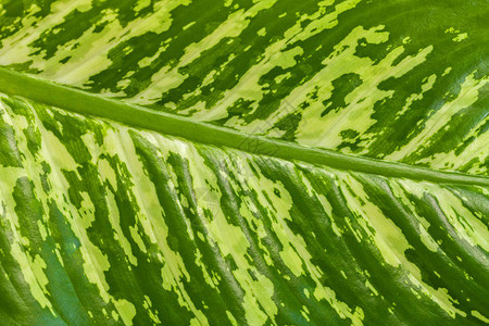 大型热带绿叶的纹理和黄斑宏观图片