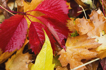 落下的秋叶与雨滴背景图片