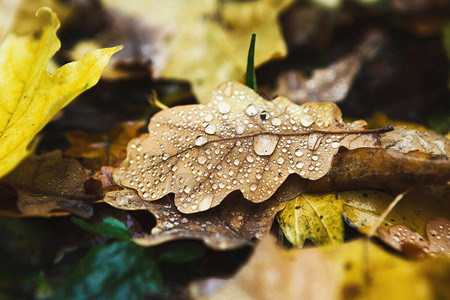 秋天的秋天季节背景雨下落叶的特写图片