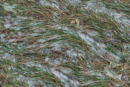 草在雪无缝纹理背景图片
