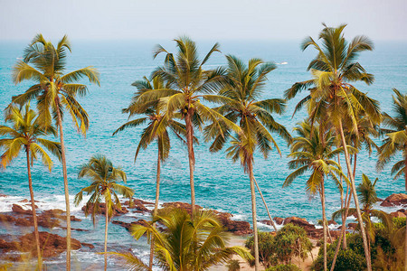 在海洋背景的棕榈树图片