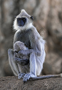 SemnopipithcusPriam猴子在婴儿哺乳时睡着图片