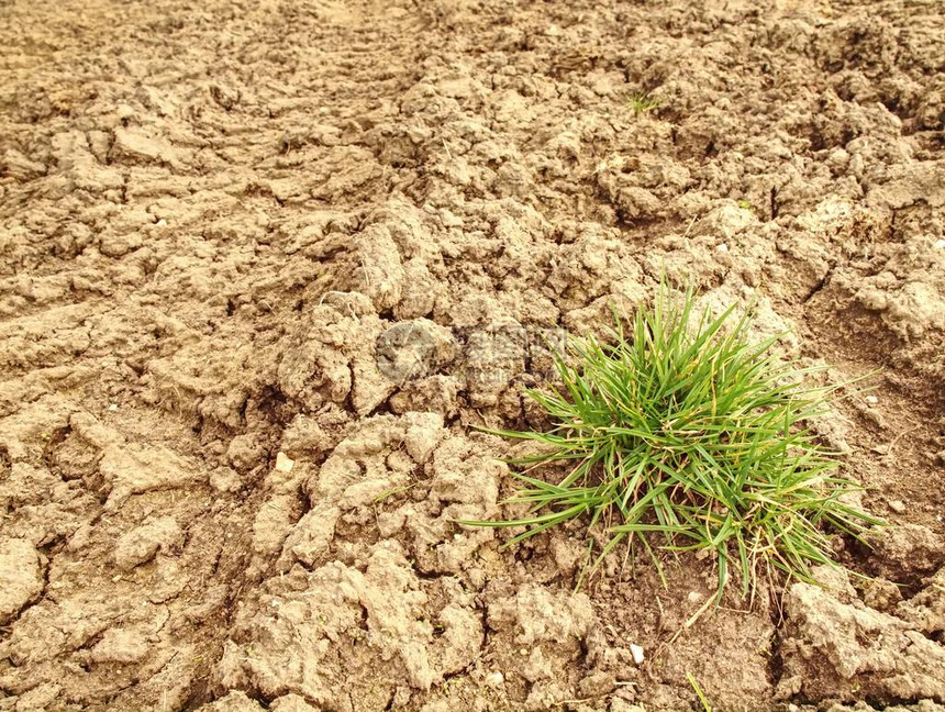 在坚硬干燥的粘土上干草皮干旱沙漠中的绿色植物发芽图片
