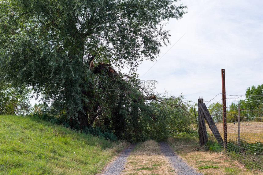 德国西部一片田地上的泥土路上风势强烈的一棵树图片