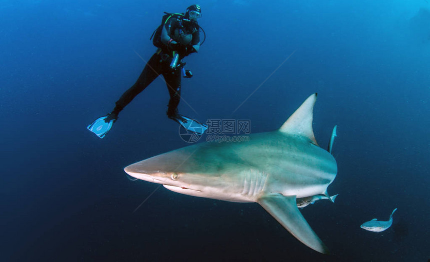 图为南非的黑鳍礁鲨图片