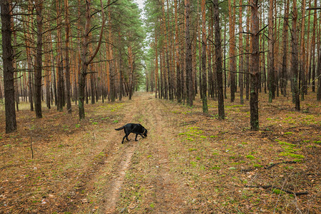 狗在树林里的路上跑图片