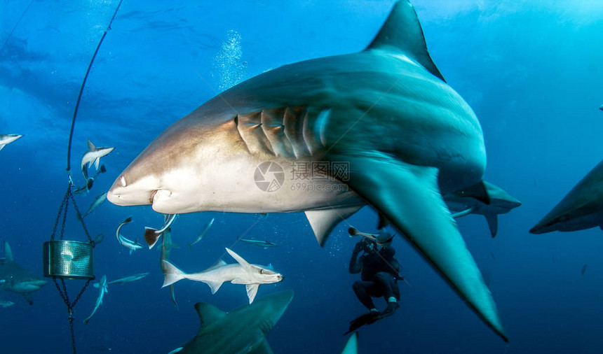 图为南非的黑鳍礁鲨图片