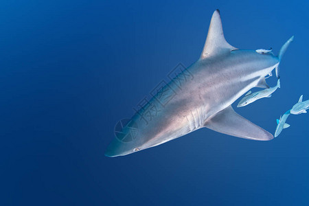 照片显示南非的黑岩礁鲨鱼高清图片