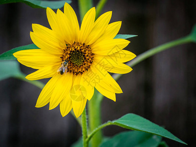 有蜜蜂的向日葵花粉夏花植物以图片