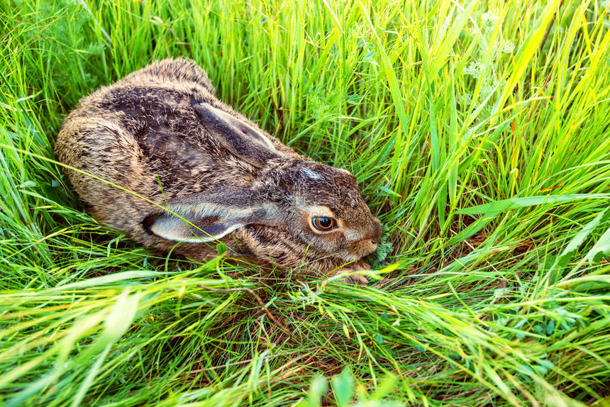欧洲野兔或LepusEuropaeus图片