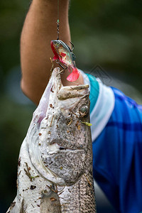钓鱼比赛中的白鲈鱼图片