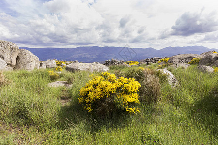 斯科帕里乌斯阴天山坡顶上的一组Cytisusoromediterraneus开花灌背景