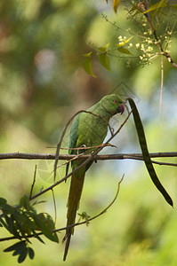 绿色长尾小鹦鹉或鹦鹉栖息在树枝上印度图片