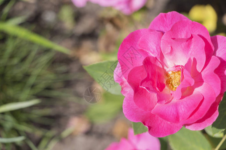 粉红玫瑰花贴近的花朵图片