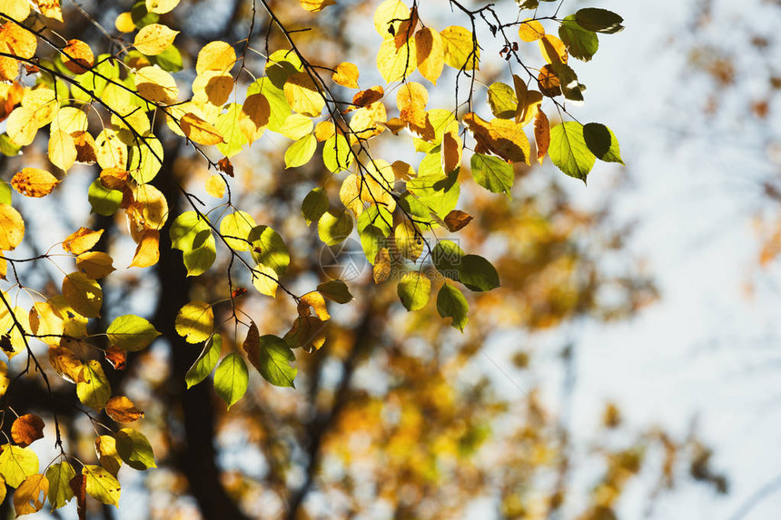 秋幕背景树枝有金落叶的树枝在阳光图片