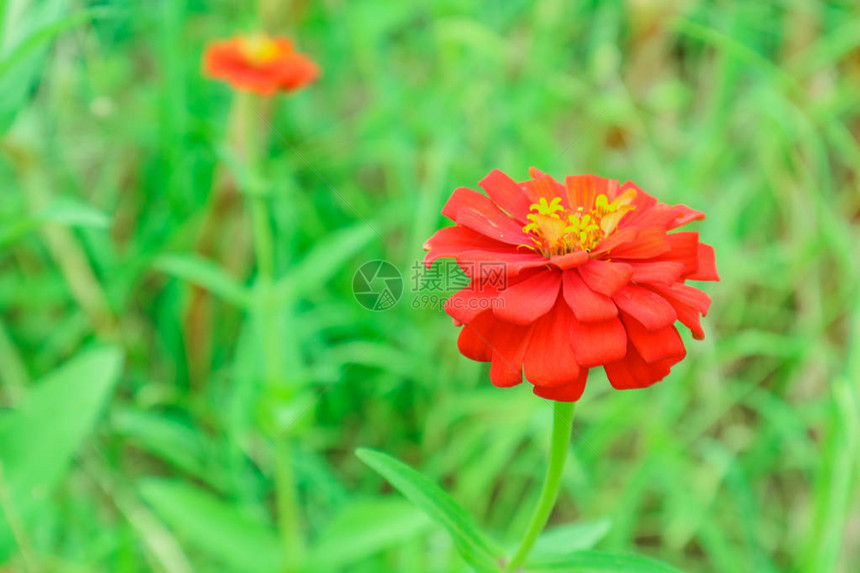 花园里盛开的百日草花图片