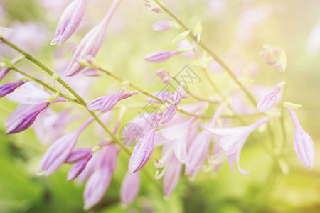美丽的紫色花朵柔图片