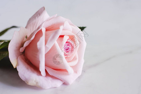 白色大理石背景的粉红花朵图片