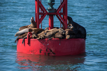 海狮挤压到漂浮海上浮标的干燥表图片
