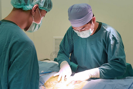两个兽医手术在手术室背景图片