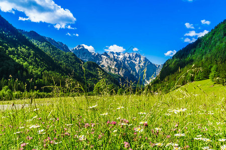 绿草地的景象与花朵交汇于洛伐亚阿尔卑斯山中图片