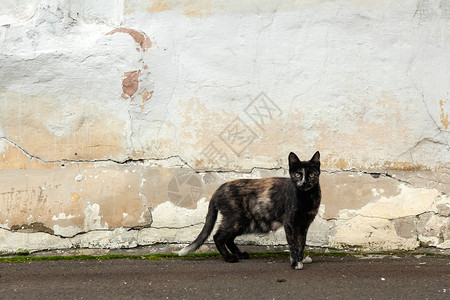 一只黑薄的黑斑点猫站在街上一堵破旧墙的背景上图片