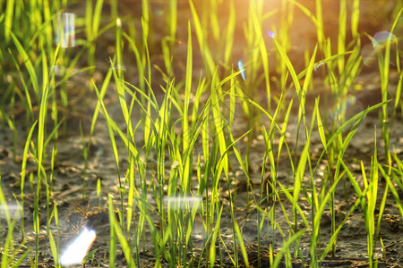 水稻植物的新鲜绿叶与阳光和耀斑图片