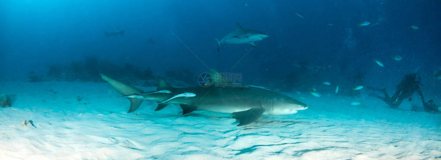图片显示巴哈马的鲨图片