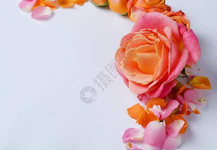 活玫瑰花框美丽的花岗背景春图片